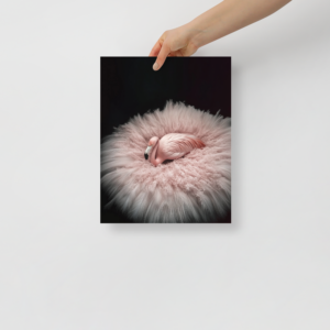elegant flamingo with feathers, animal wall art